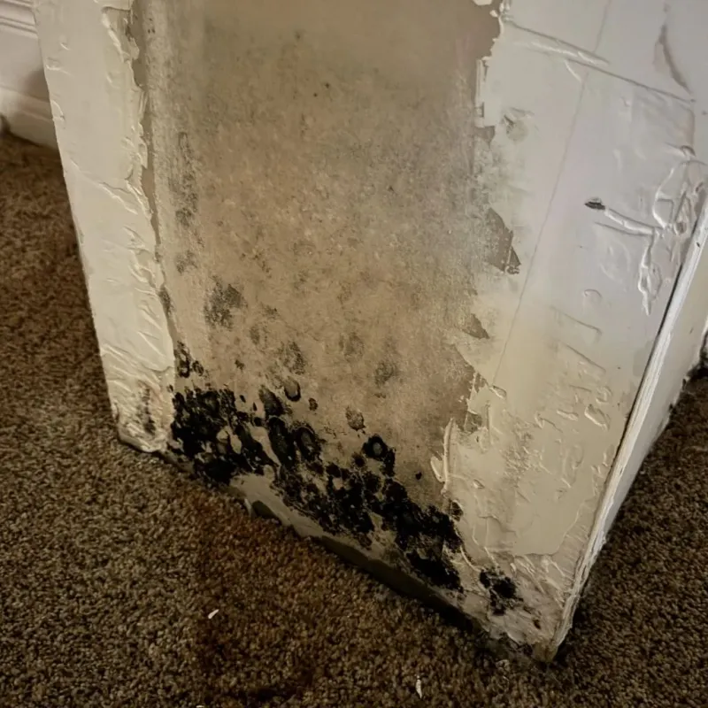 Professional Mold Removal in Big Bend, WI